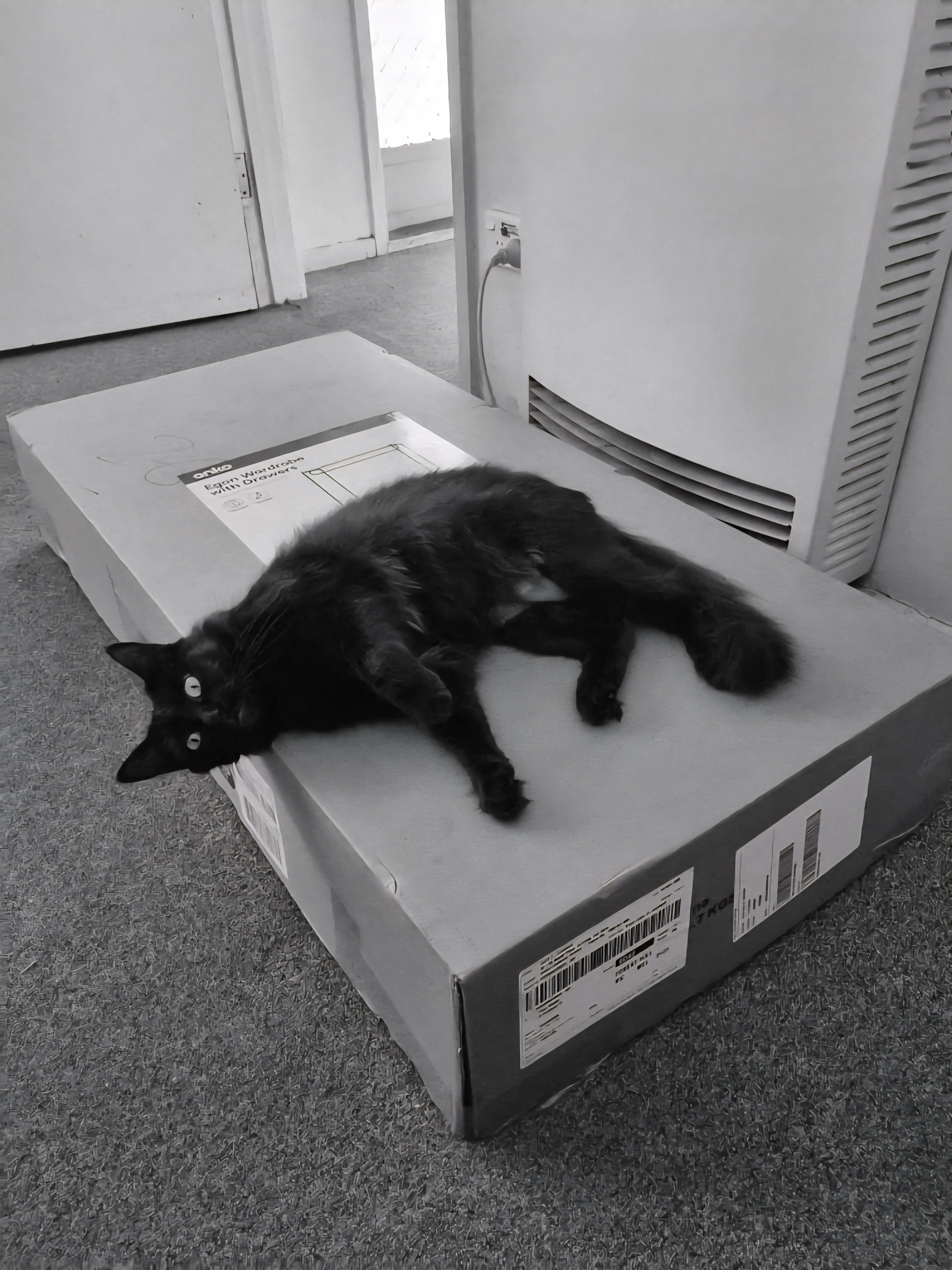 Big box, or small box. Shadow does not discriminate. Shadow goes imto sensory overload when she sees a big box. It's similar to a middle-age man wanting a red Ferrari.