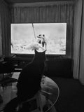 Dad, dad. It's finally.on TV. Come and watch the meerkats with me.