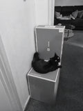 Please give me as many boxes as possible dad. This bright orange eyesore was in my hallway for 12 months. I'm sure it was a catnip box, as Shadow goes absolutely nuts over it.
