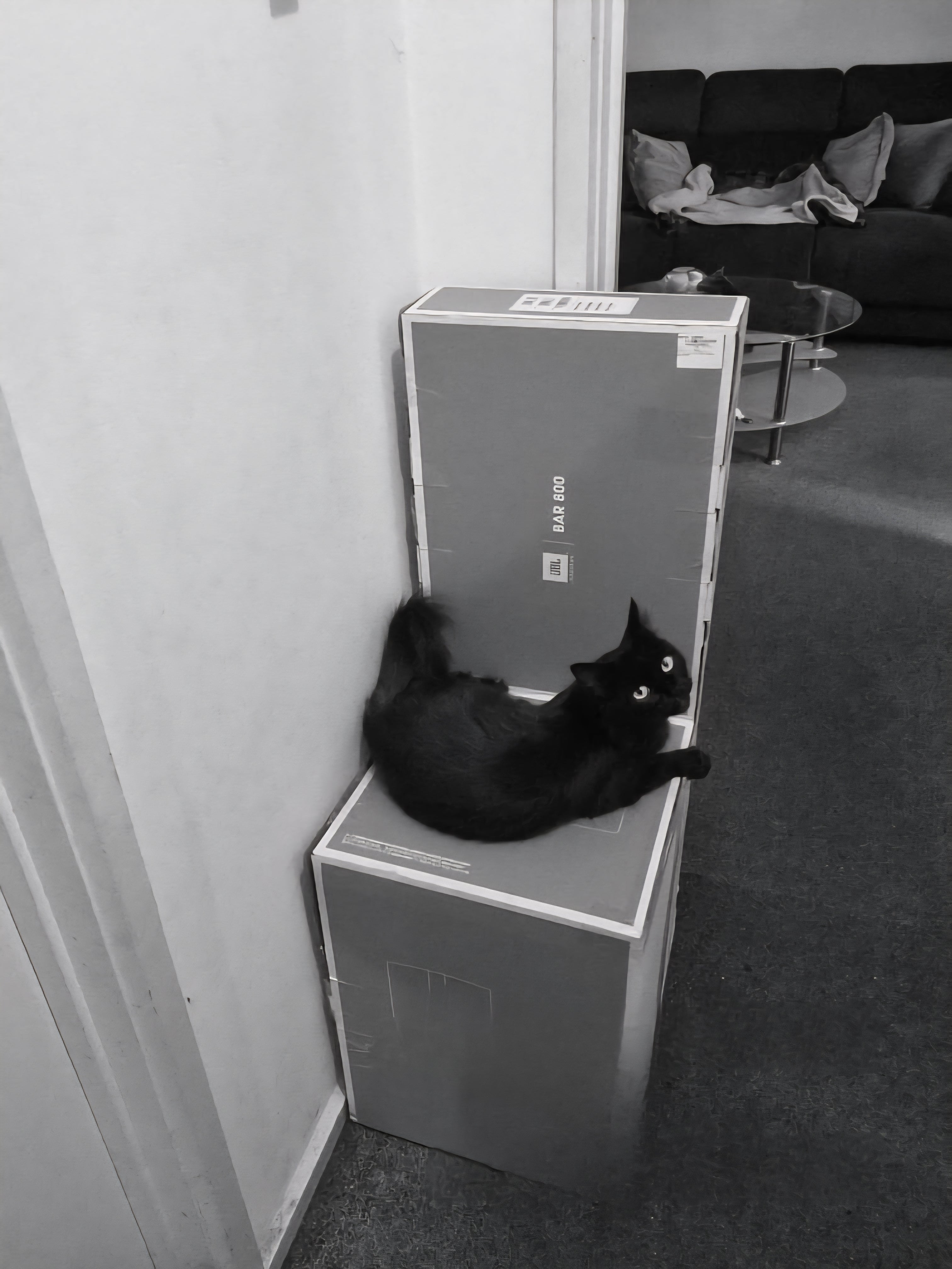 Please give me as many boxes as possible dad. This bright orange eyesore was in my hallway for 12 months. I'm sure it was a catnip box, as Shadow goes absolutely nuts over it.