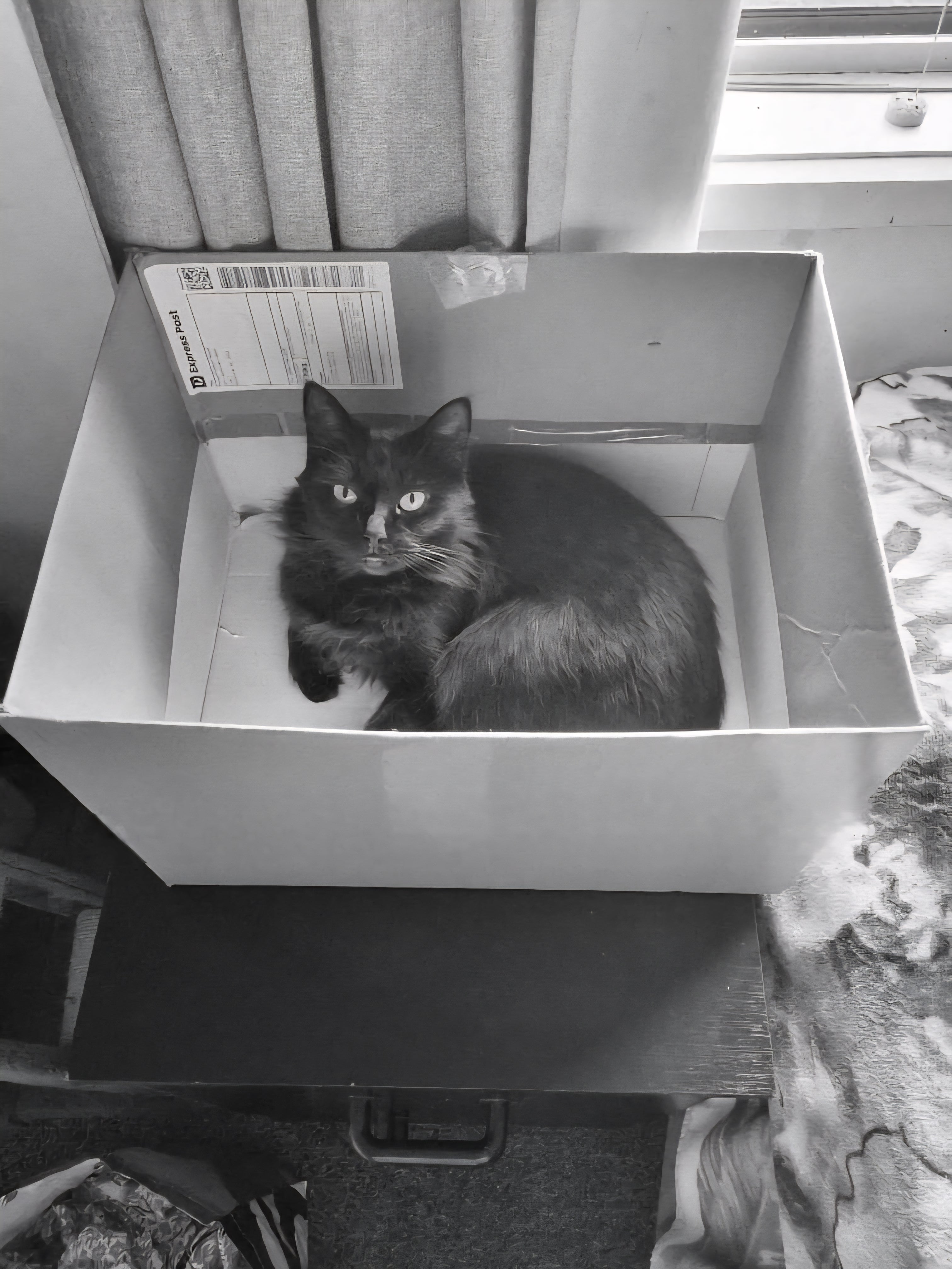Caution: Box contains live contents. Please do not attempt to feed after midnight and keep away from water at all times.