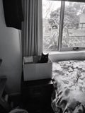 Shadow treats cardboard like catnip. She goes crazy over it. The minute a box comes into the house, it generally stays for a few months, purely for Shadows entertainment purposes.