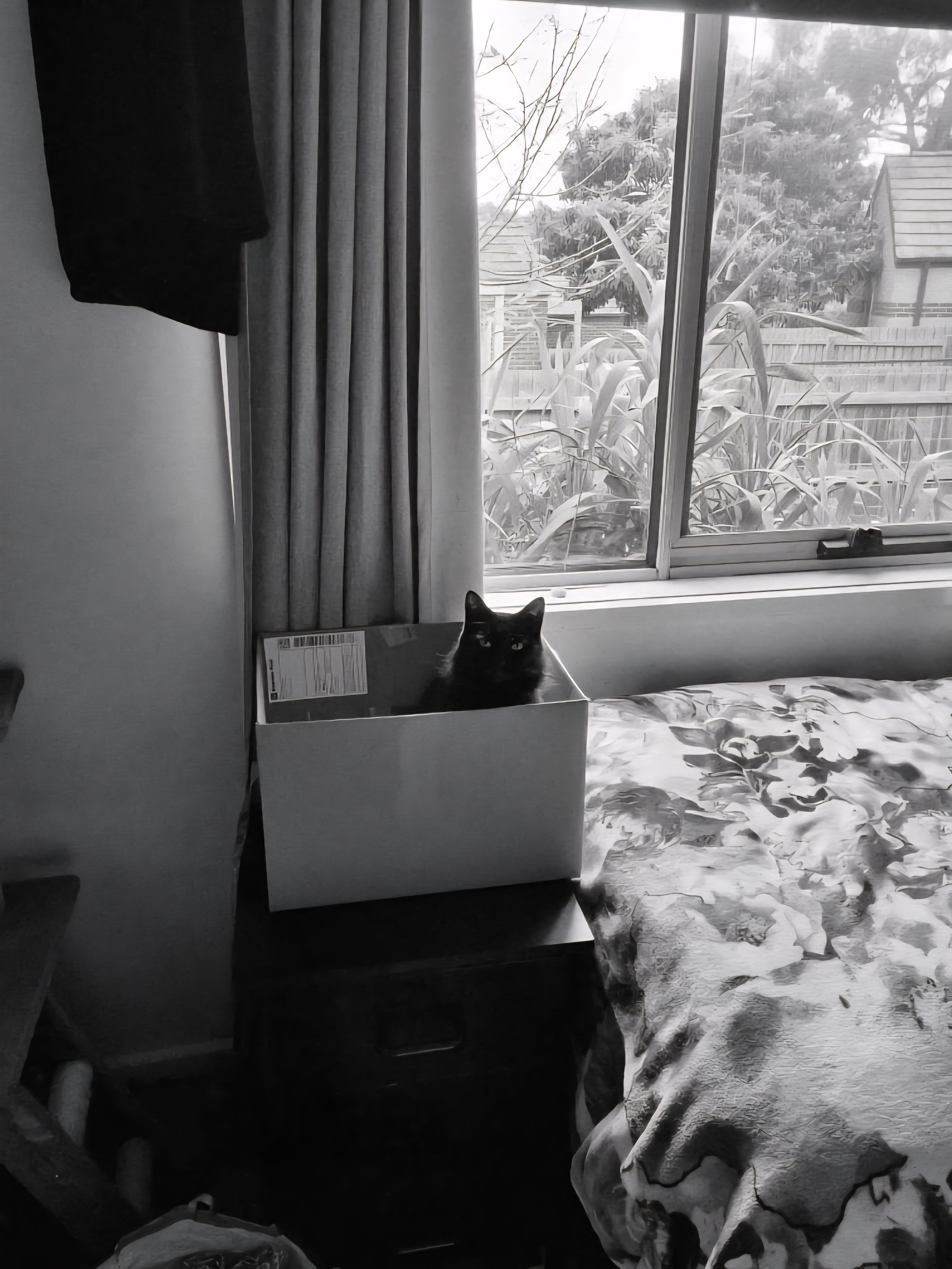 Shadow treats cardboard like catnip. She goes crazy over it. The minute a box comes into the house, it generally stays for a few months, purely for Shadows entertainment purposes.