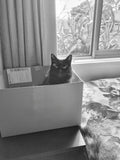 Cat in a box anyone?
