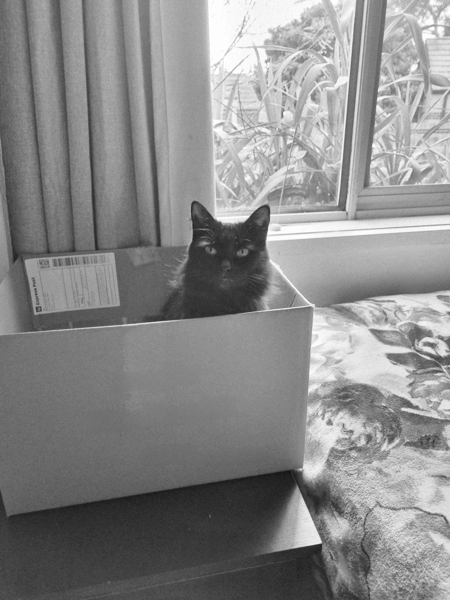 Cat in a box anyone?