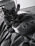 See you again here tomorrow night Shadow. Same cat time, same cat channel.