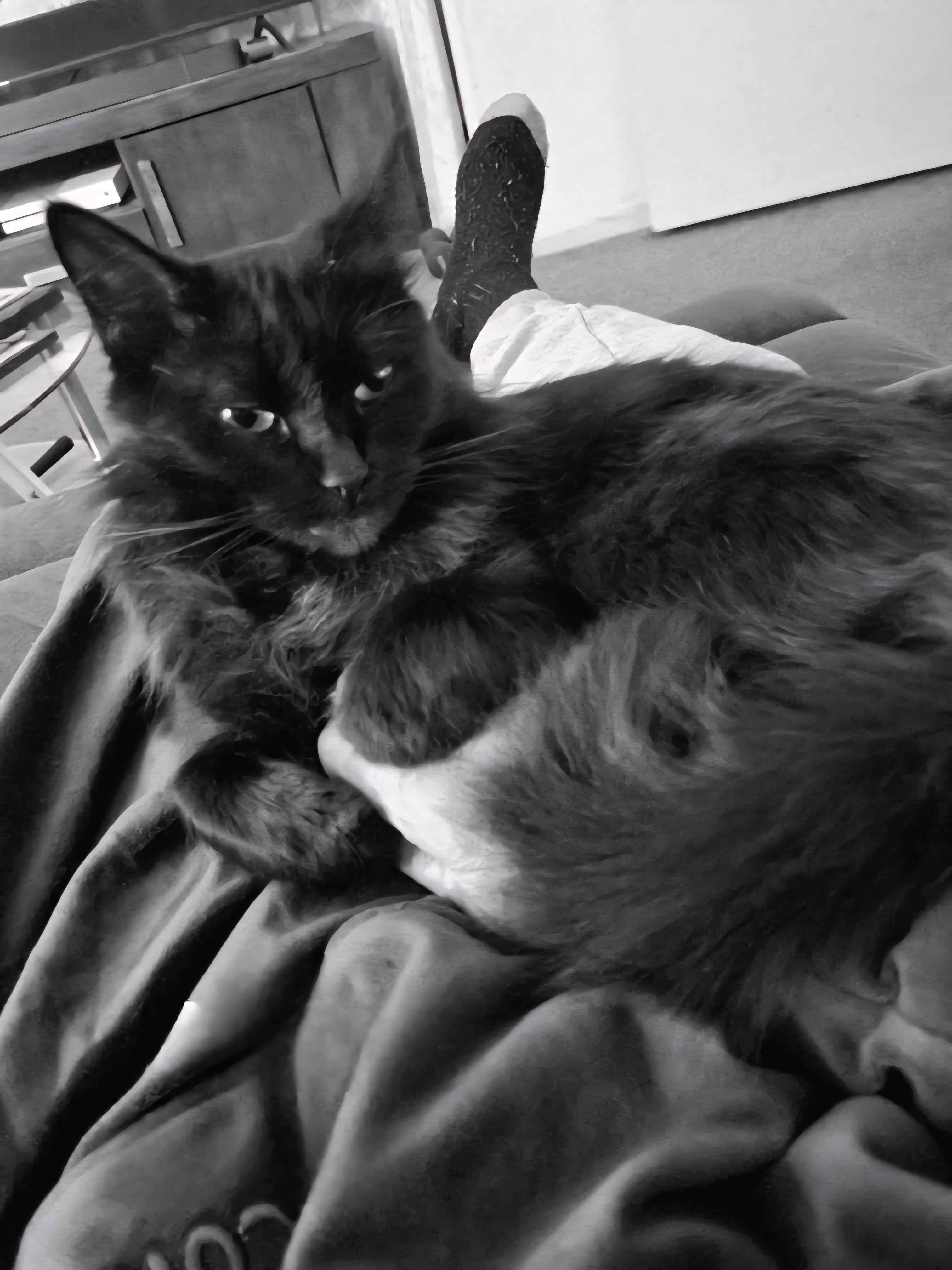See you again here tomorrow night Shadow. Same cat time, same cat channel.