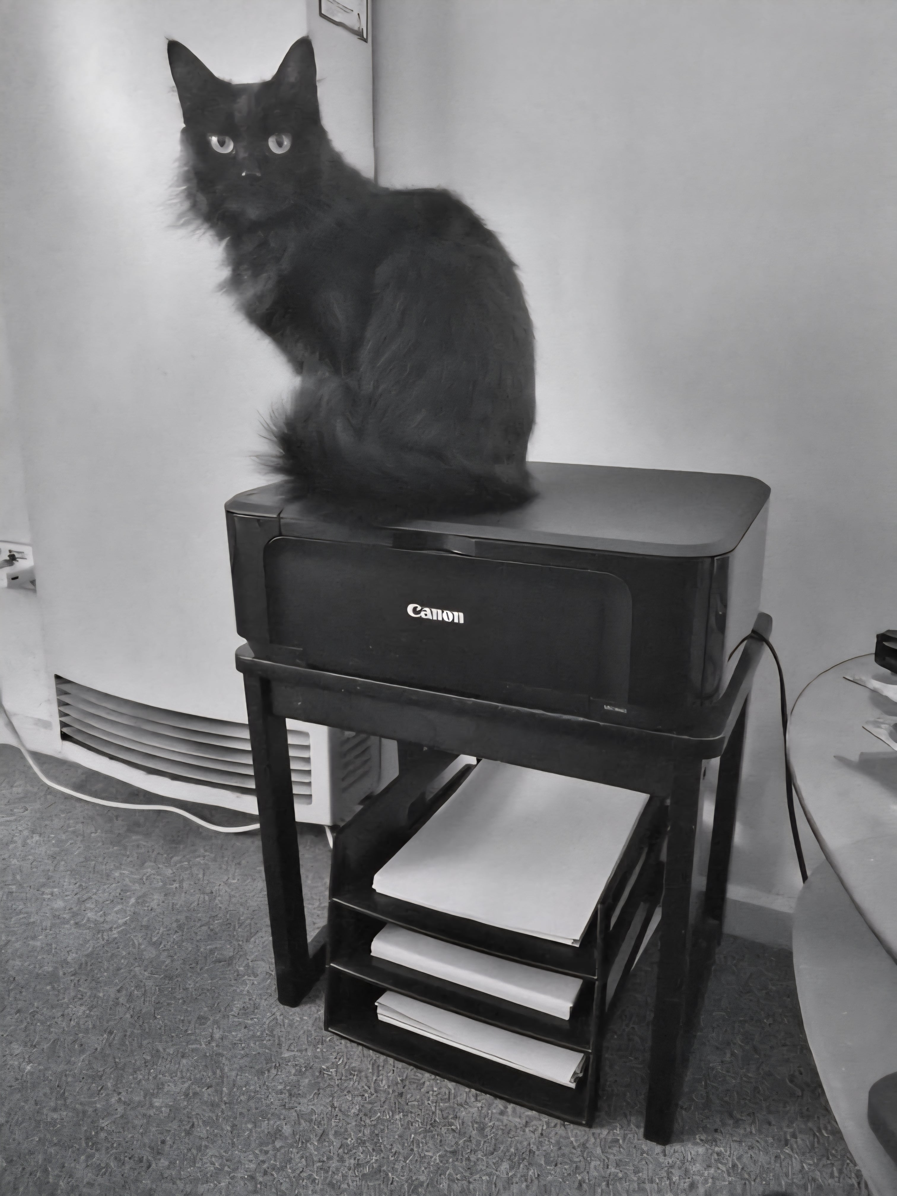 Shadow does all the quality control here. She did jump 3 feet high, when the printer she was sitting on started working. It intrigues her, as she loves paper and cardboard..