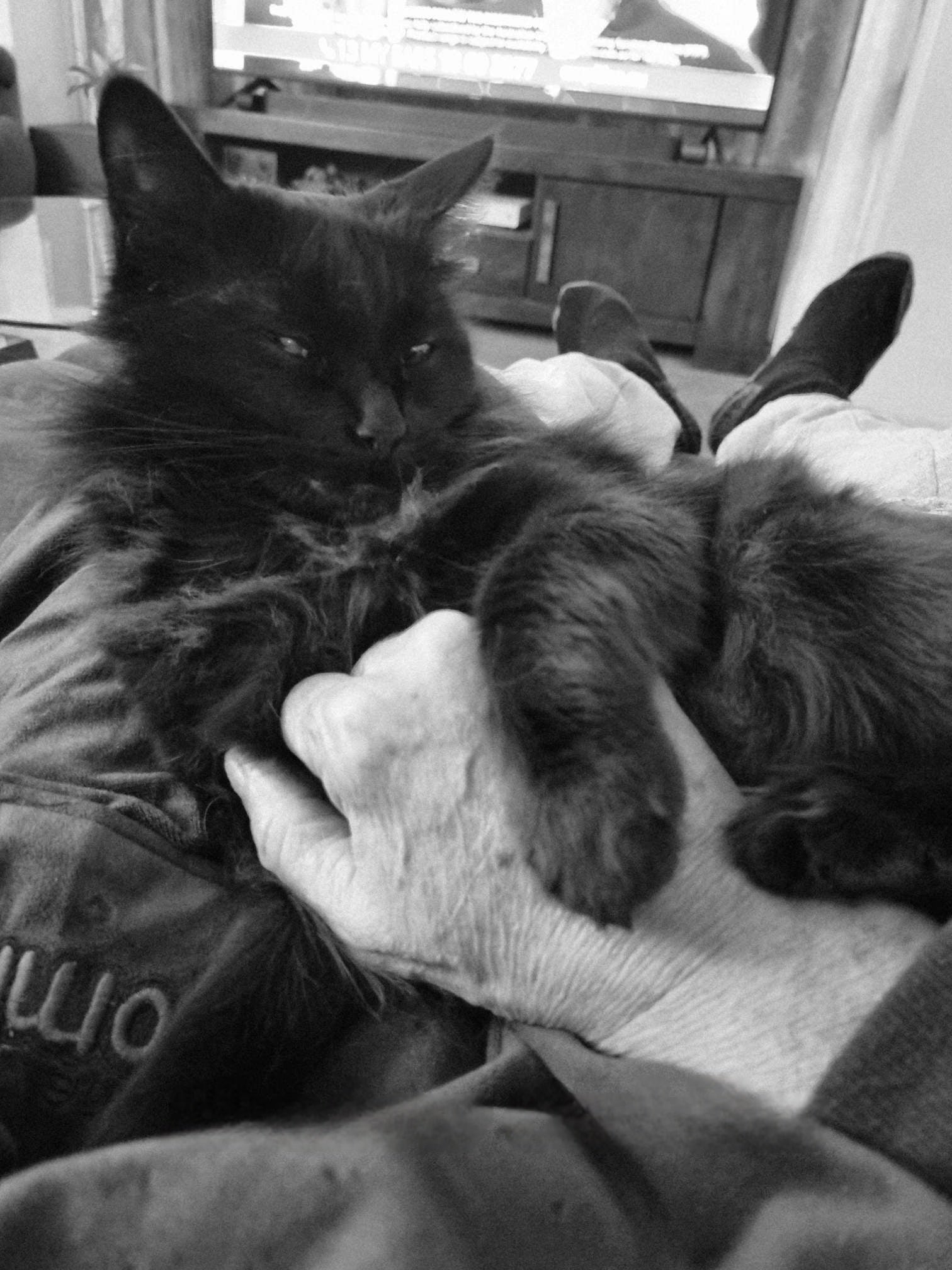 Shadow loves chest-rubs. She holds my hand down with her front and back legs, so I won't stop. When it comes to affection, Shadow can be very demanding.
