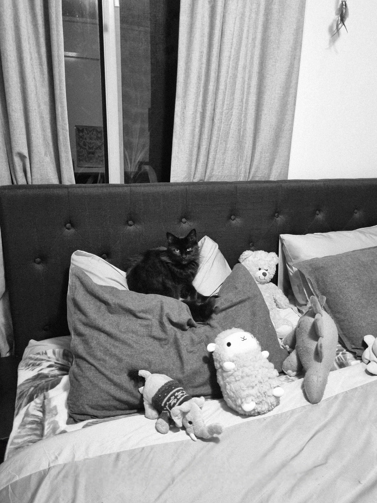 No cat here.... Just some plushies. Shadow is right at home with all her friends.
