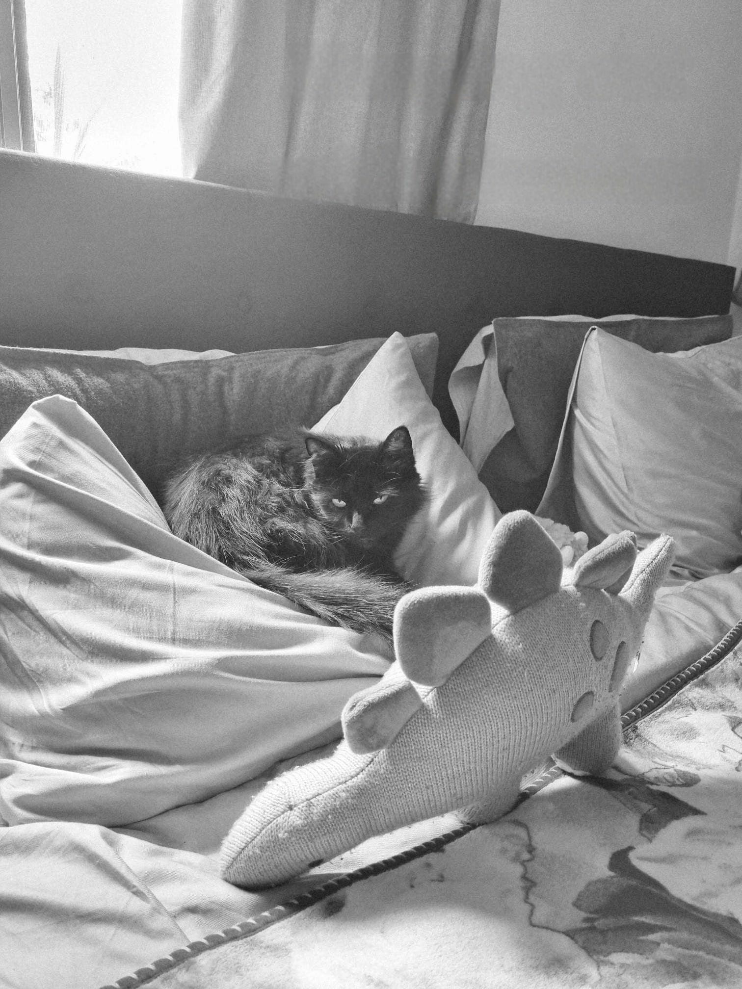 Chilling with the plushies on Liv's bed. She loves this room. When the kids go, she will spend the next 2 weeks sleeping on Liv's bed. She adores the kids and goes through withdrawals when they go back home. She has a huge heart, for a small cat.