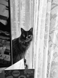 I'm over here daddy. Behind the TV. I'm just looking for Stuart Little. He was on the TV a minute ago, but i can't seem to find him now. He's not back here. I just want to play.