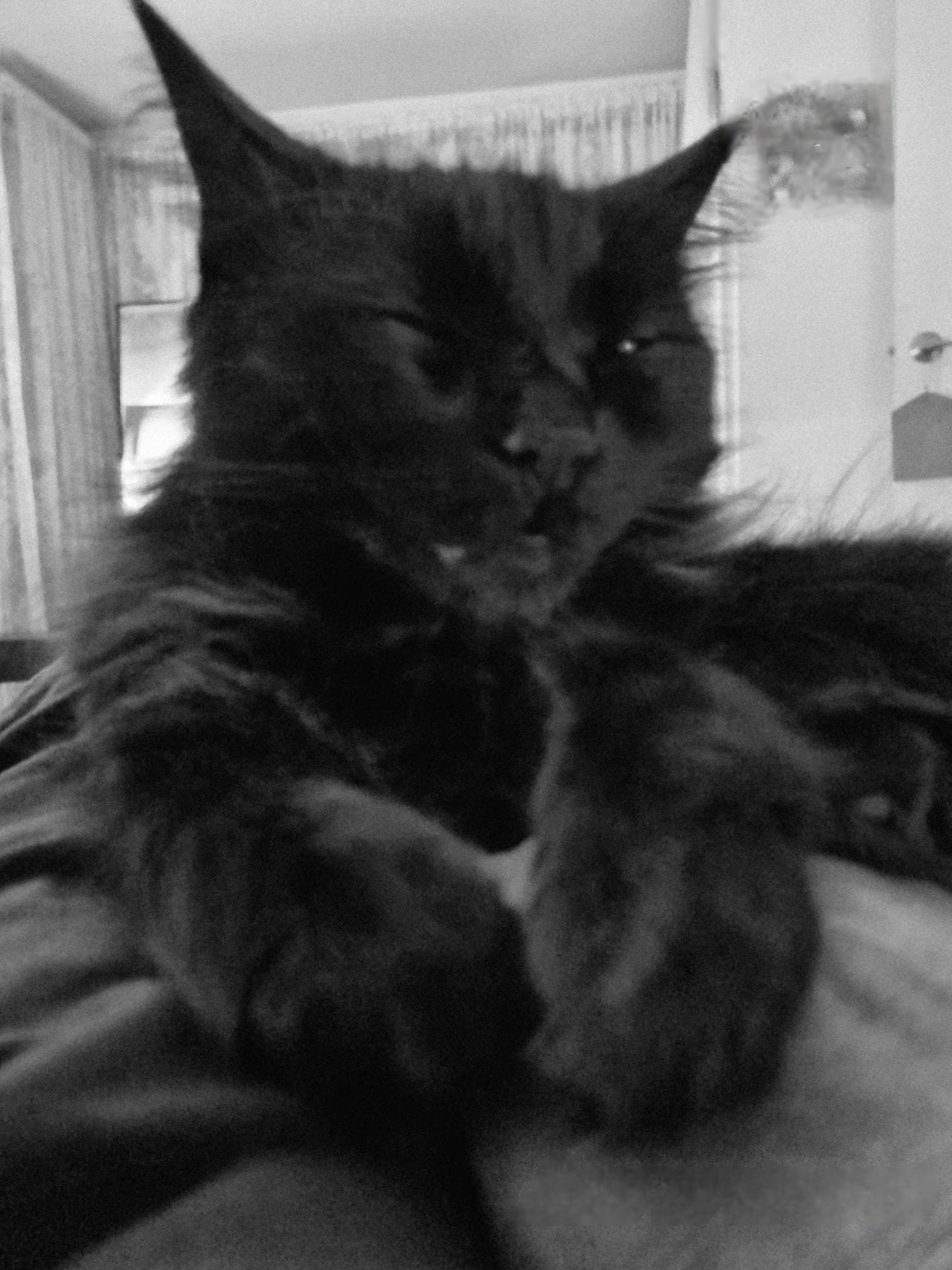 Awwwww...... Look at my gorgeous girl. She has both her front legs and paws on my hand. It's a bonding thing between us. Cuteness is definitely in overload with this photo.