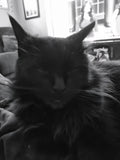 Shadow smears the side of her mouth on my nose for up to 10 minutes. I have since found out that she is scent-marking me. That basically means she thinks i'm safe and trusted and that I am part of her social group (Google).