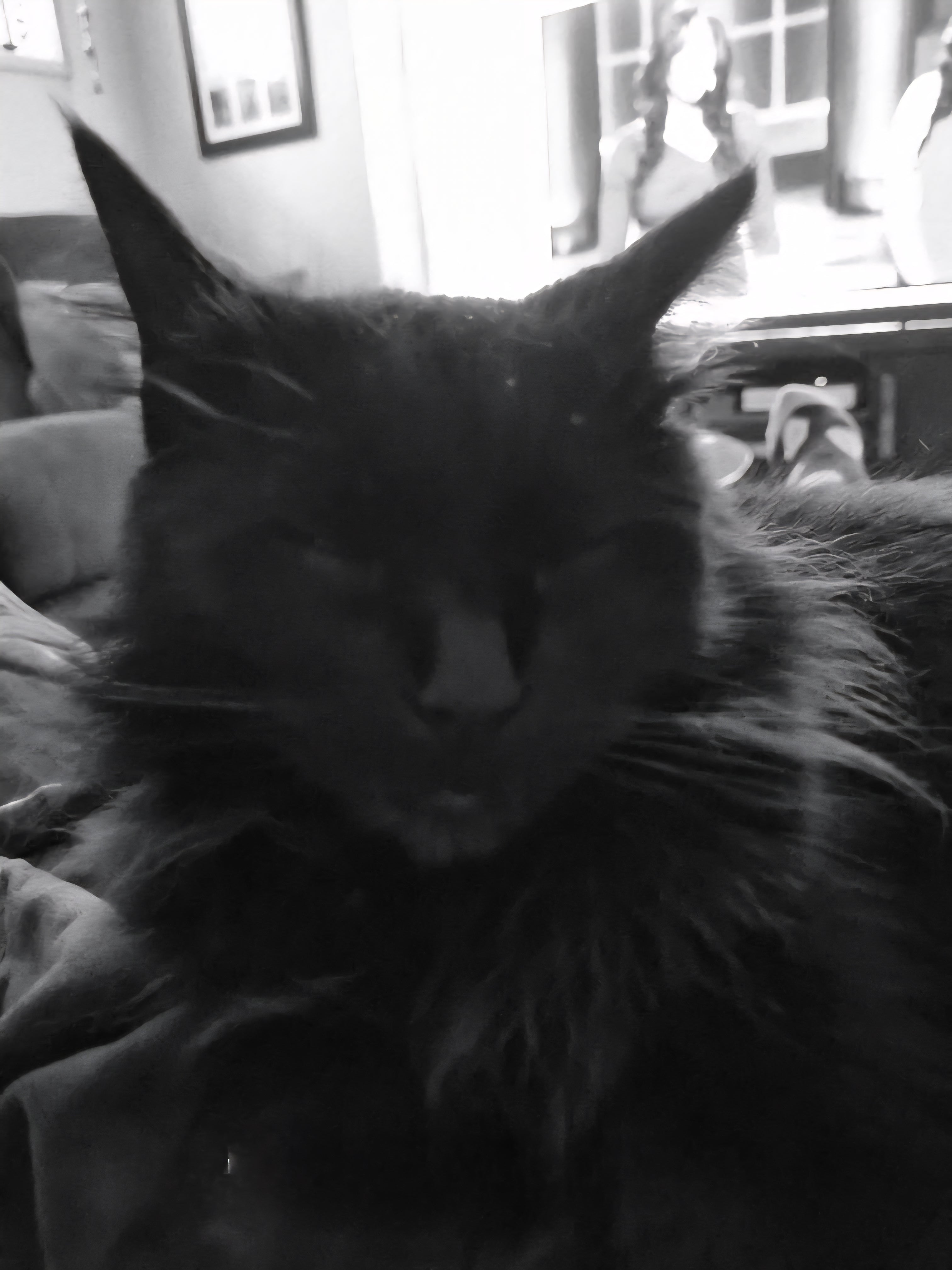 Shadow smears the side of her mouth on my nose for up to 10 minutes. I have since found out that she is scent-marking me. That basically means she thinks i'm safe and trusted and that I am part of her social group (Google).