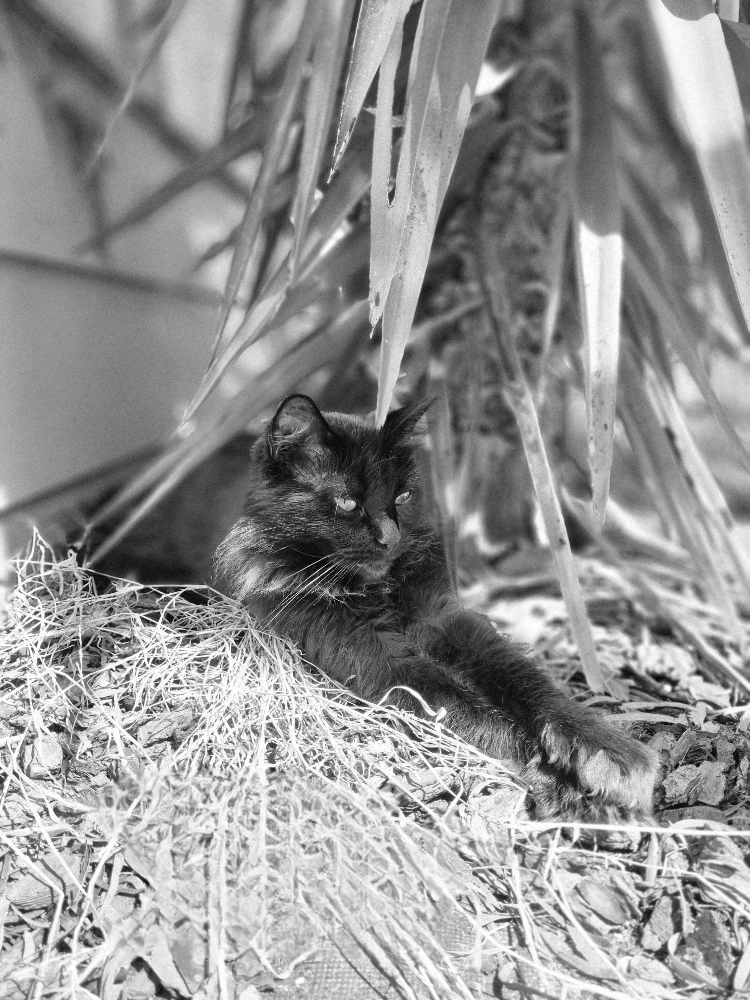 At one with nature is my little pussa out the front of my house. She can see the world go by and welcome anyone who comes to my house. She will never go outside my properties fence. She has her own territory here with me.