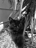 Shadow loves to get her core temperature up at any given chance.