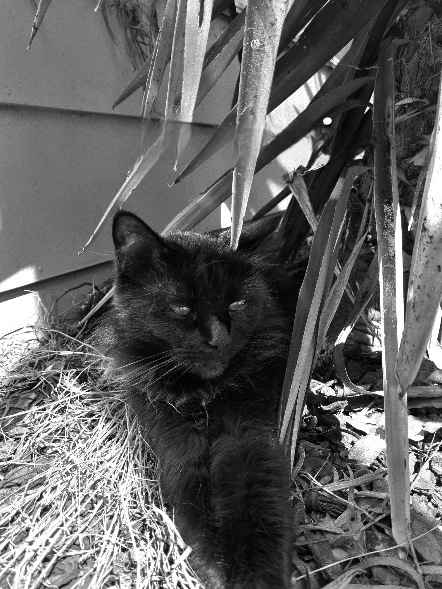 Shadow loves to get her core temperature up at any given chance.