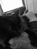 Shadow having cat dreams on dads hand. She is dreaming about 2 little white mice running around on a ferris-wheel and playing follow the leader with her furry little friends. Sweet dreams 😴 Shadow.