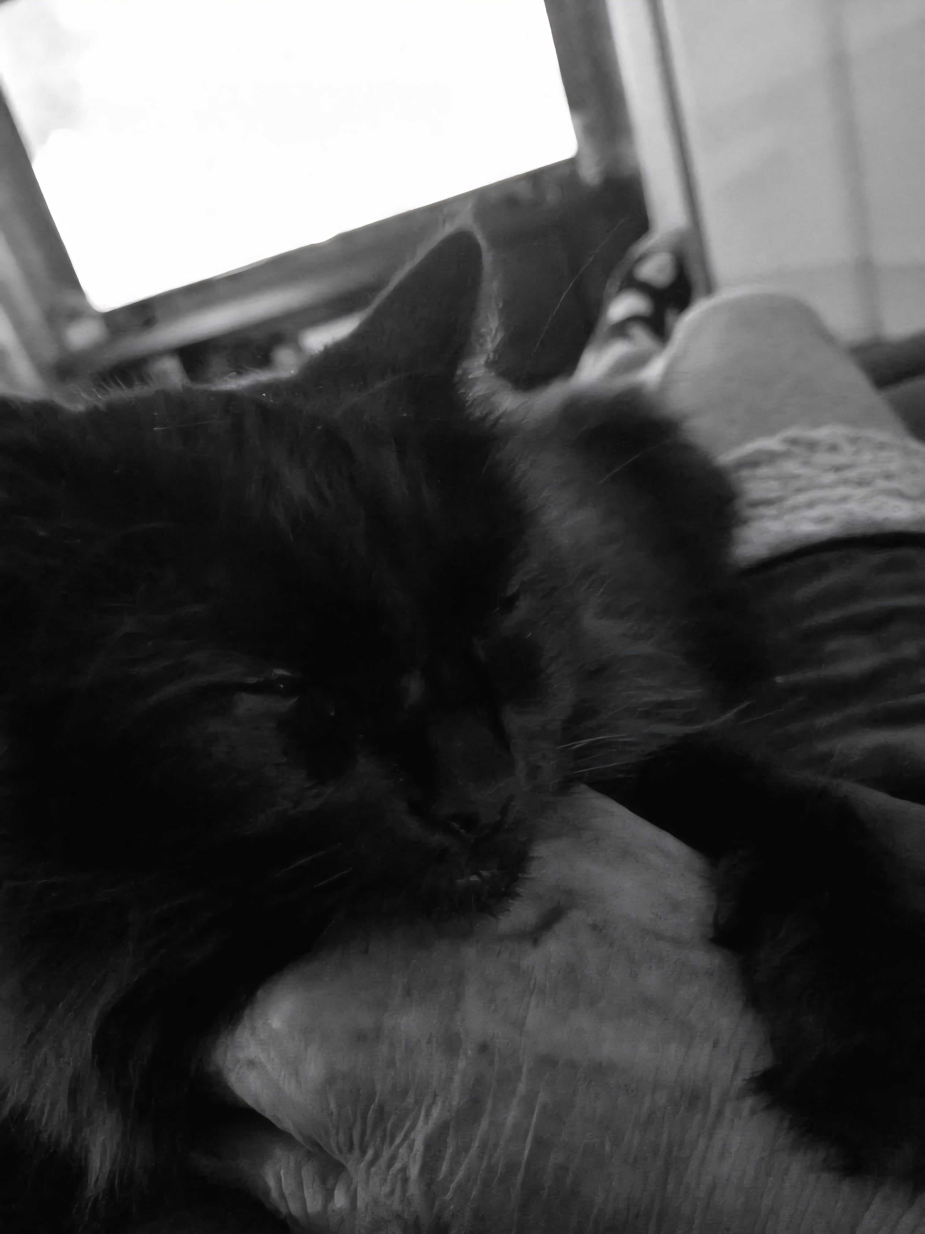 Shadow having cat dreams on dads hand. She is dreaming about 2 little white mice running around on a ferris-wheel and playing follow the leader with her furry little friends. Sweet dreams 😴 Shadow.