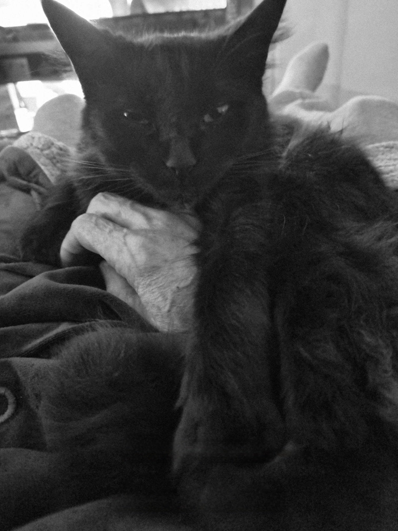 Chilling holding dads hand. She does this every night. Basically as soon as I put on my Oodie. It's her baby blanket.