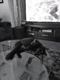 It's way more comfortable than it looks. Humans can float in The Dead Sea, us felines like floating on cold glass. Throw in a couple of mice on the table and we have a party 🥳.