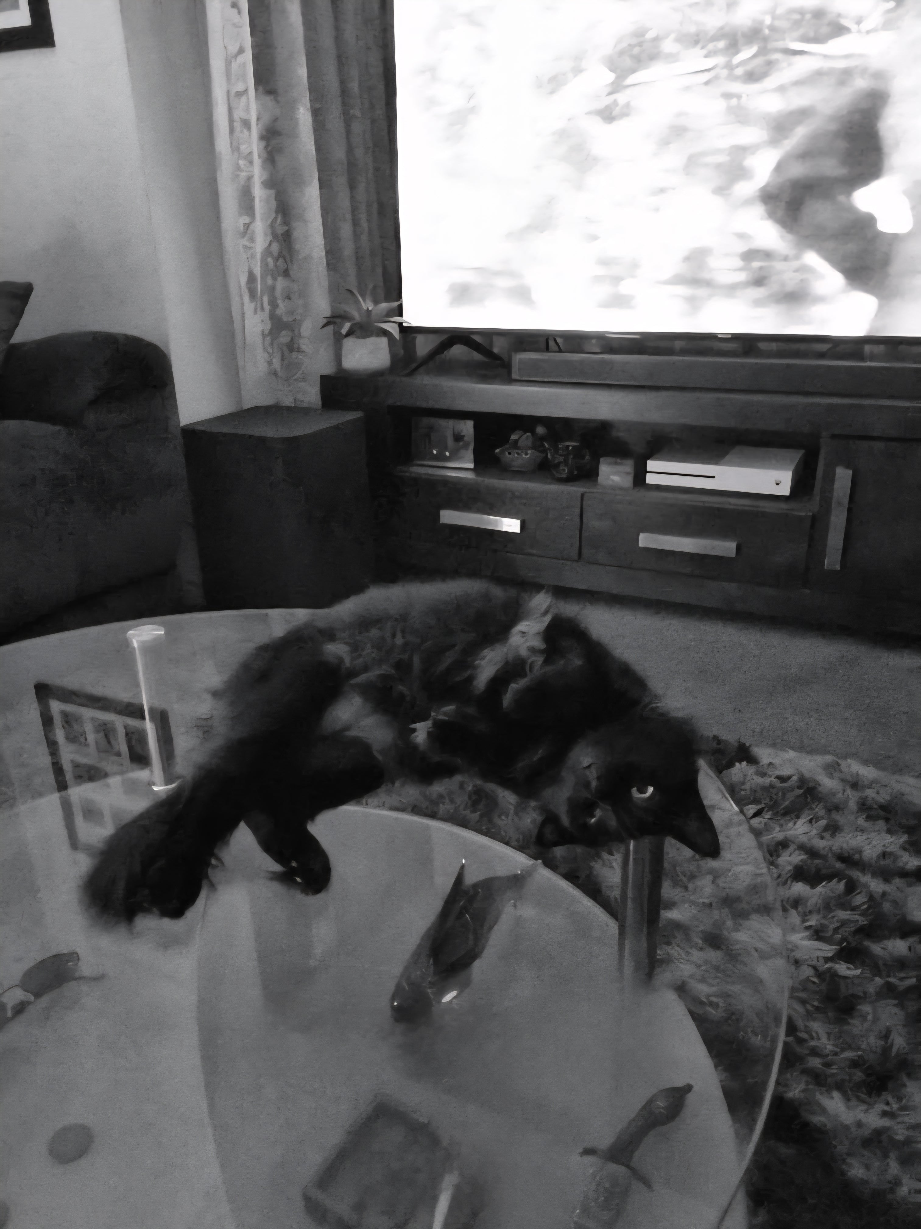 It's way more comfortable than it looks. Humans can float in The Dead Sea, us felines like floating on cold glass. Throw in a couple of mice on the table and we have a party 🥳.