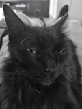 Taking the time to reflect on how spoilt little Shadows life has been. She litterally has her own butler on-call 24/7. Shadow gets everything that she only has to think about. The two of us are connected on a spiritual wavelength.