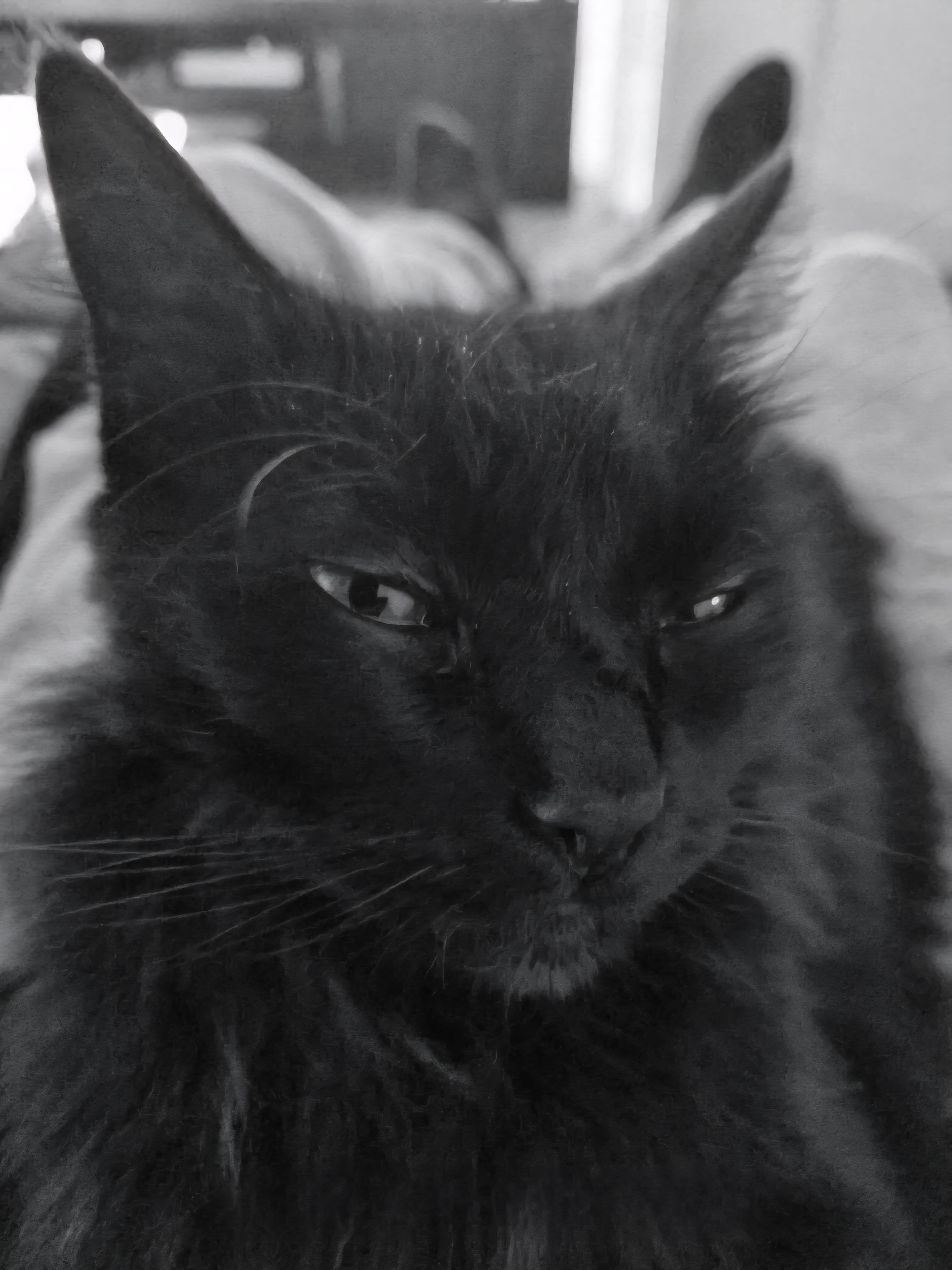 Taking the time to reflect on how spoilt little Shadows life has been. She litterally has her own butler on-call 24/7. Shadow gets everything that she only has to think about. The two of us are connected on a spiritual wavelength.