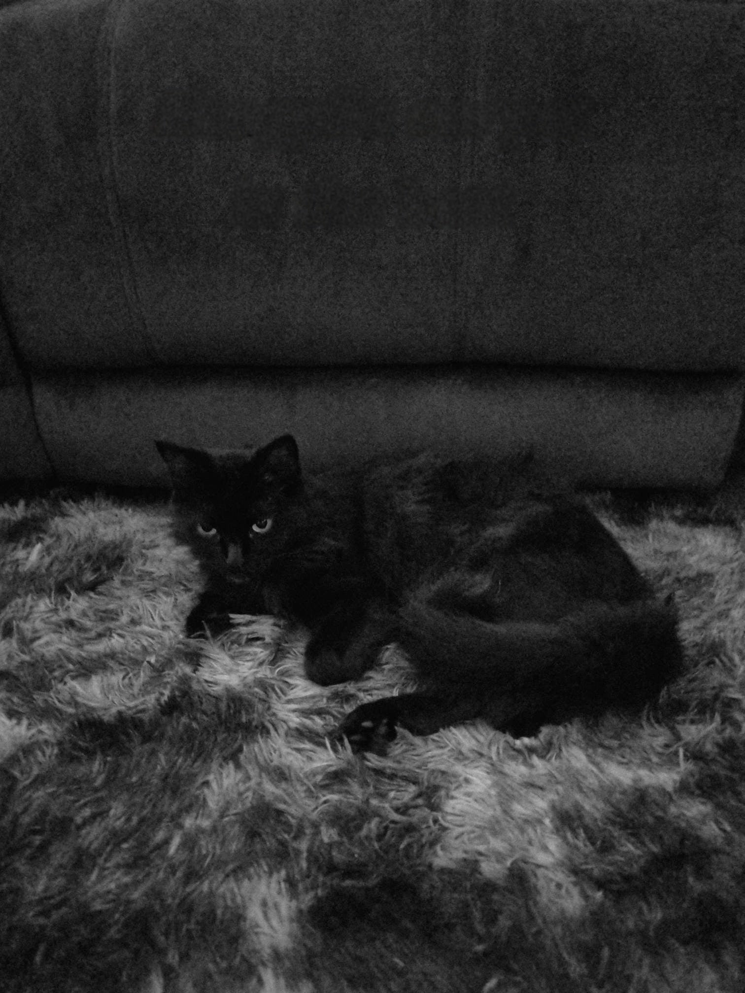 Shagpile carpet is sooooooo, so lush. My dad has a moustache and thinks he's Freddie Mercury. We are a family and am a blast from the past, currently grooving in the 70s.