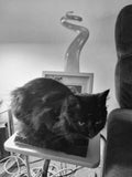Shadow loves leather. In this case, my I-Pad case. P.S. She fell in love with my neighbour who a long time ago, turned up in leather pants. Shadow would not leave her alone. Her claws were digging into the learher, which was all part of the fun.