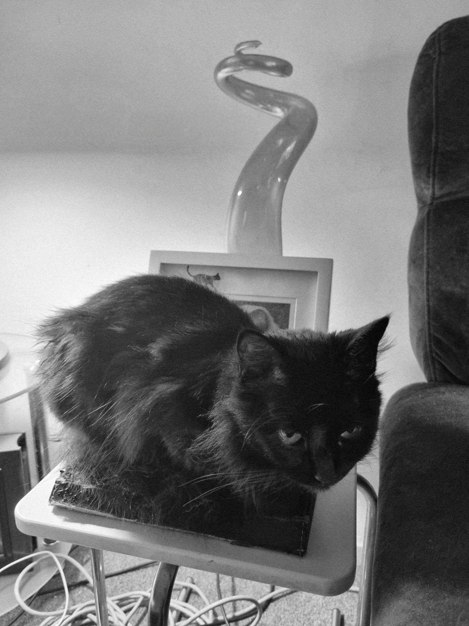 Shadow loves leather. In this case, my I-Pad case. P.S. She fell in love with my neighbour who a long time ago, turned up in leather pants. Shadow would not leave her alone. Her claws were digging into the learher, which was all part of the fun.