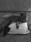One cushion is not enough dad. I have standards and high expectations when it comes to comfort. 2 cushions, 1 pillow and 3 plushies please. Then I'll drift off into slumberland. Might put on 'Smooth FM' for some soft, silky smooth, cat mood music 🎶 🎶 🎶