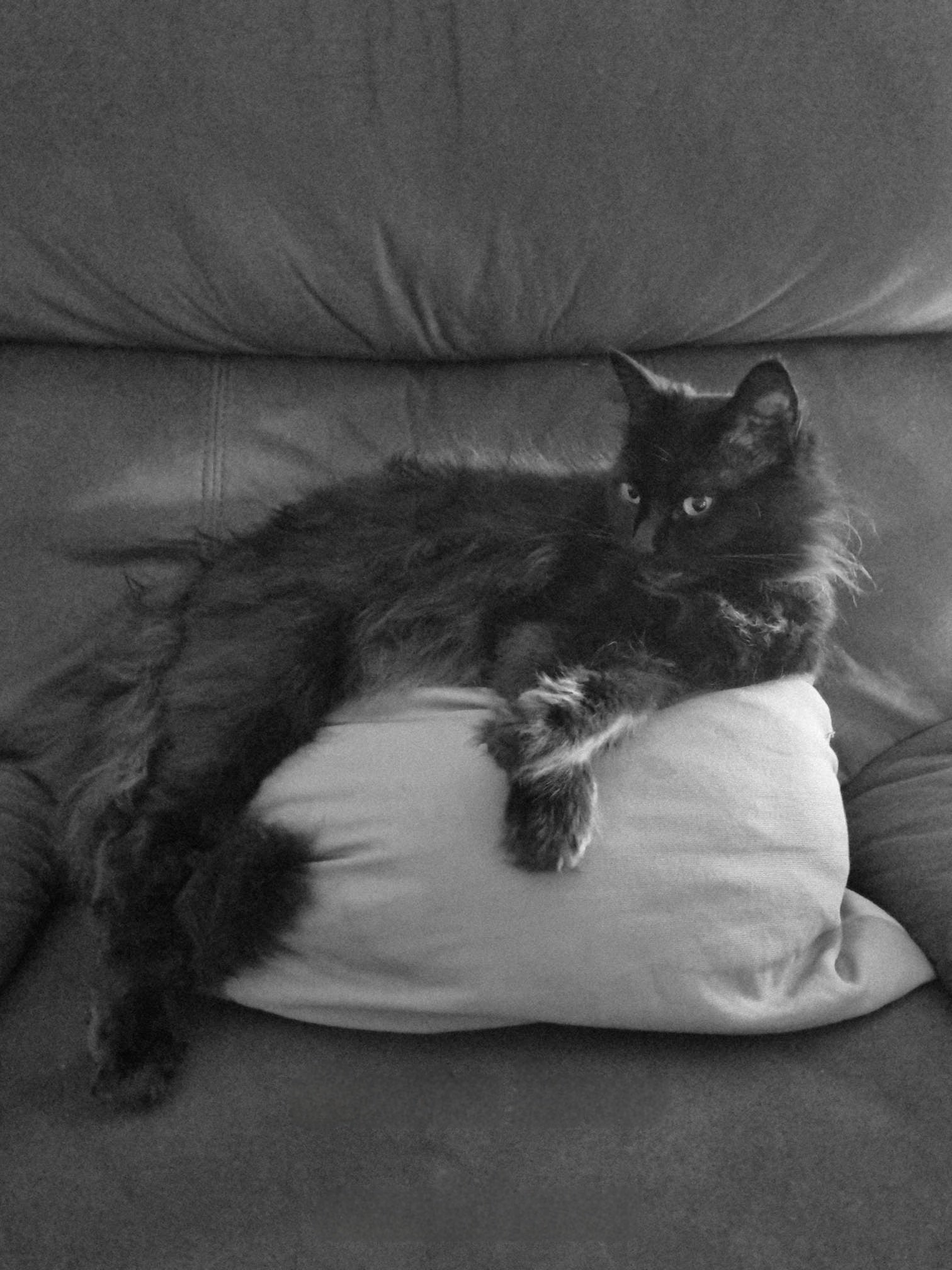 One cushion is not enough dad. I have standards and high expectations when it comes to comfort. 2 cushions, 1 pillow and 3 plushies please. Then I'll drift off into slumberland. Might put on 'Smooth FM' for some soft, silky smooth, cat mood music 🎶 🎶 🎶