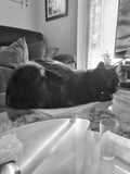 Restricted zone for cats. Trespassers prosecuted. Dad, we need some more glass cat tables. You only have 3 for me in the living room. Next time I'd appreciate if you were more considerate.