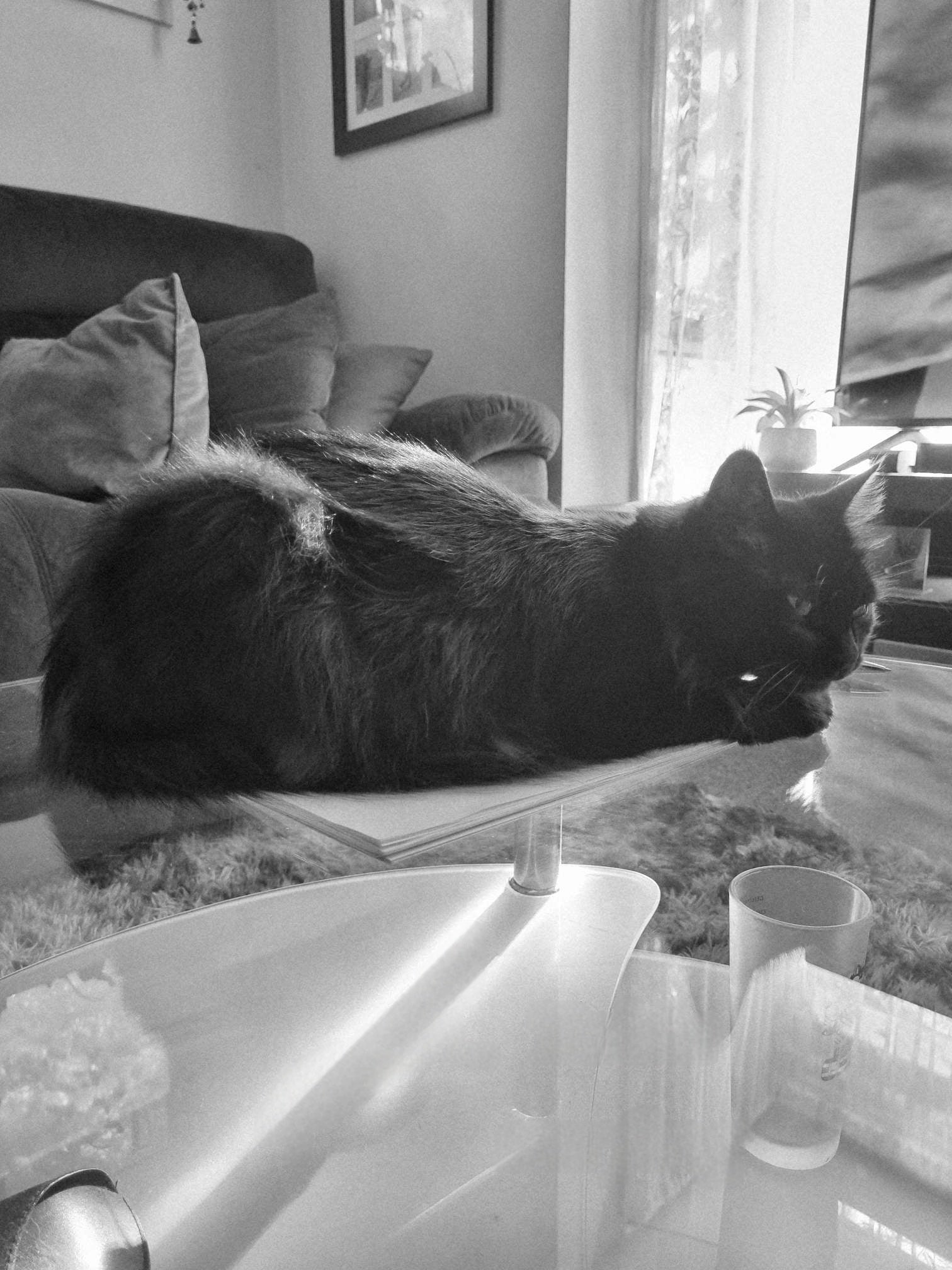 Restricted zone for cats. Trespassers prosecuted. Dad, we need some more glass cat tables. You only have 3 for me in the living room. Next time I'd appreciate if you were more considerate.