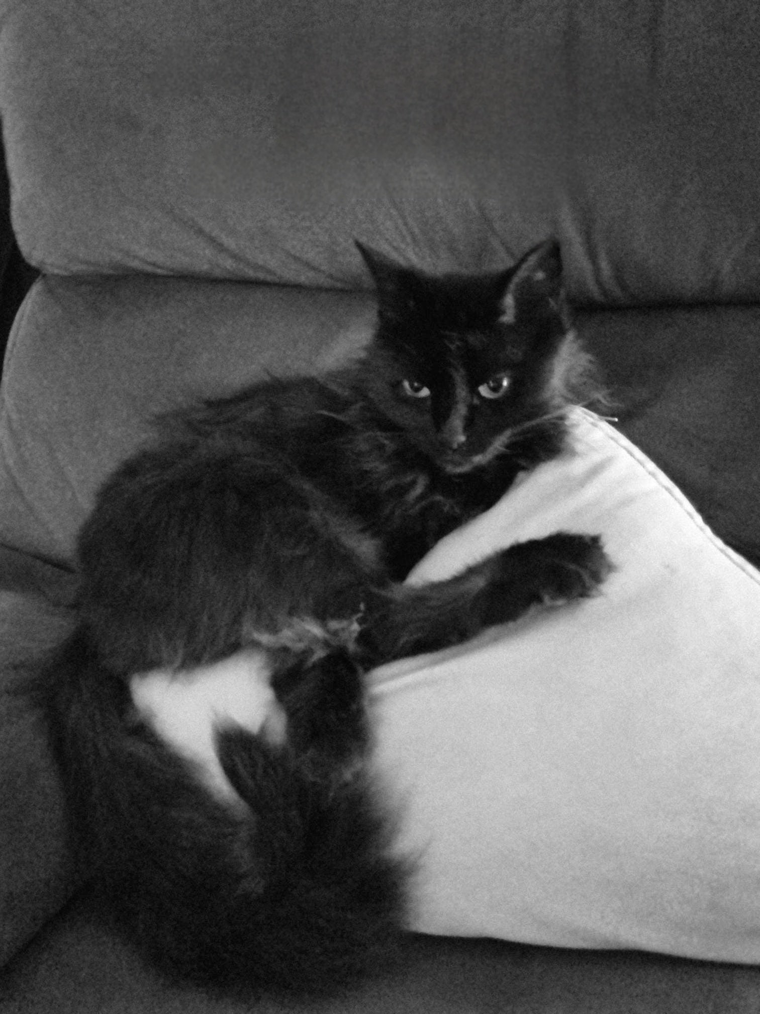 Did I tell you how much she loves cushions? She has 6 of them and 10 pillows. I think she's covered for comfort.
