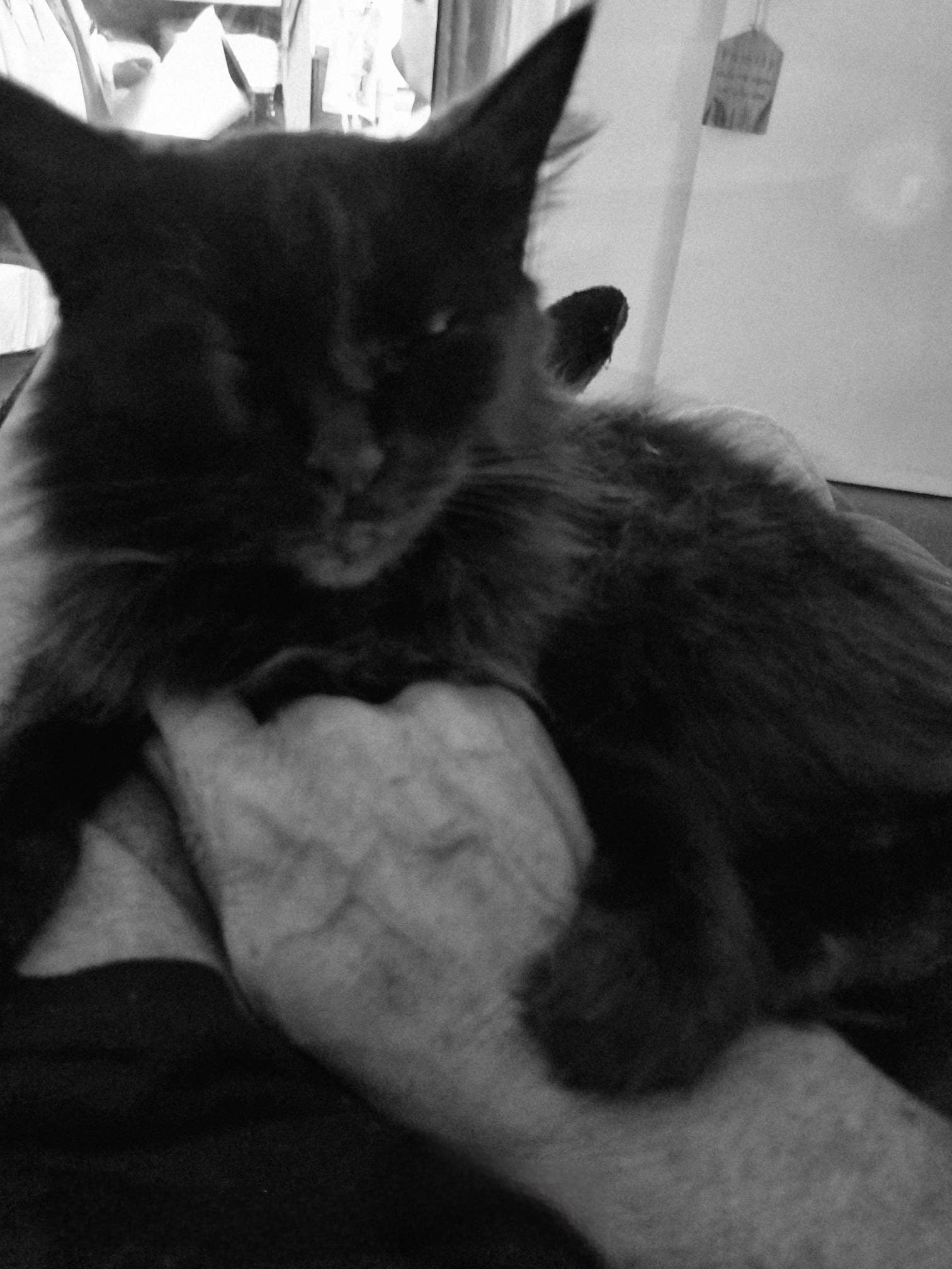 Shadow holds my hand down, while i give her chestrubs. If i take my hand away, she reaches out and pulls it back down to her chest. She asks for nothing, just cuddles.