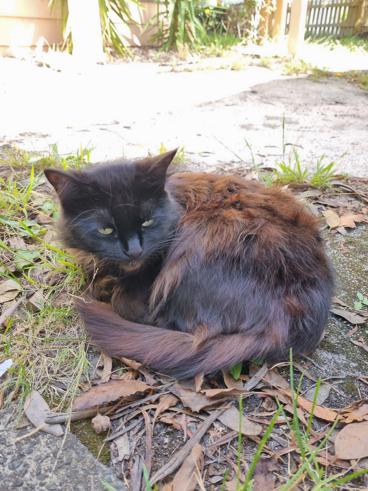 On garden duties today. Cost of entry?  One can of catnip.