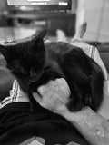 One can never have too many chest rubs. There may as well be super glue stuck to her little paws. Shadow simply refuses to let me take my hand away. She never begs for much, just cuddles and to be outside on guard duties.