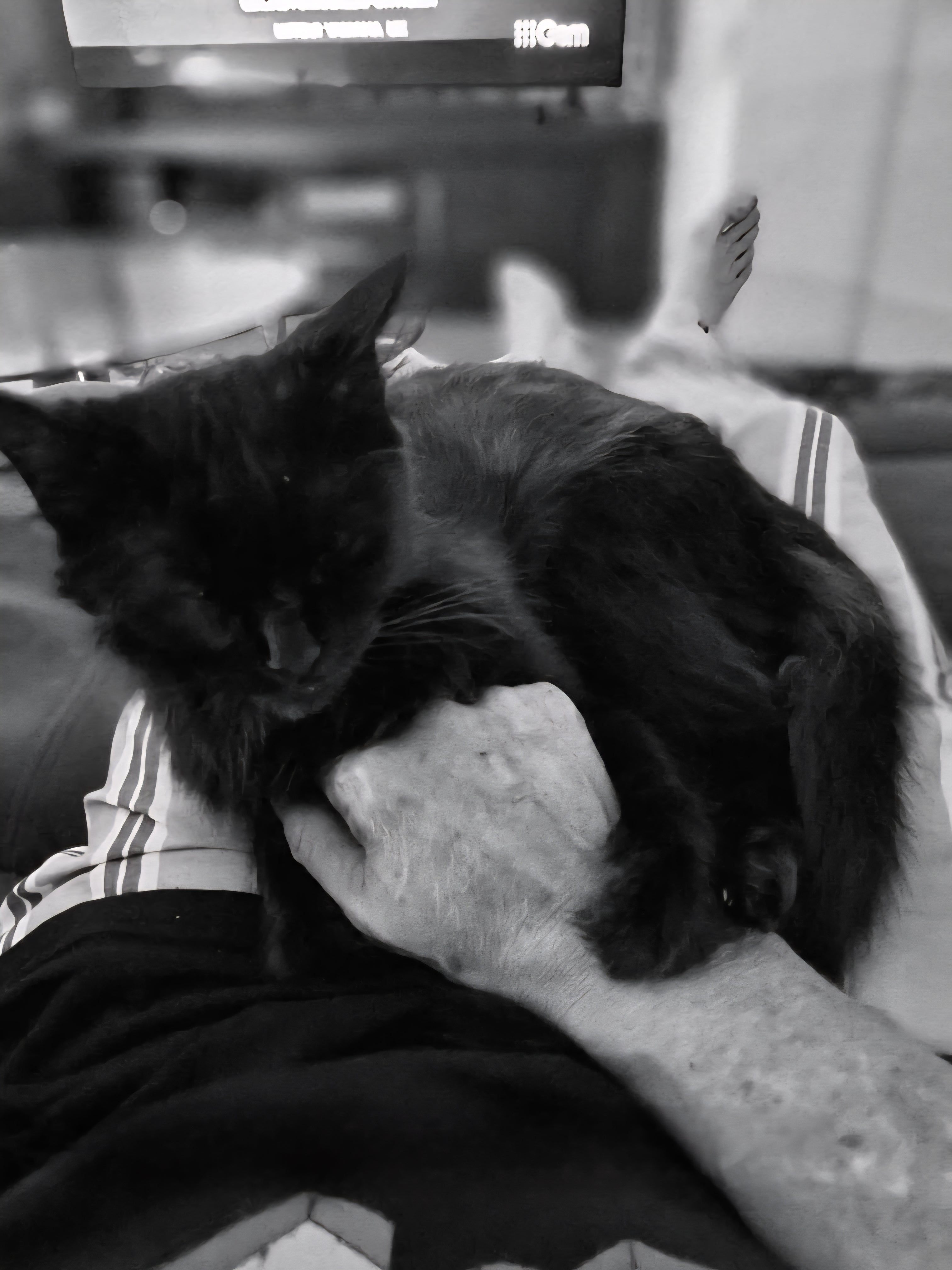 One can never have too many chest rubs. There may as well be super glue stuck to her little paws. Shadow simply refuses to let me take my hand away. She never begs for much, just cuddles and to be outside on guard duties.