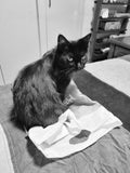 Shadow personally inspects all the bags, and will jump into them, or just sit on them. It's her fetish. She also has a thing for leather and denim jeans. She'll be your bestie if you come here dressed for success.
