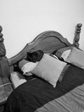 Every evening Shadow waits for me to go to bed. When I do, she kisses my nose for 5 minutes and then plays the roll of the little spoon and snuggles into my chest, with her head up near my pillow. She thinks she's my wife.