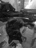 Stretching out on Forest Hills favourite table. Shadow does eat from the table. She likes sausages and beef burgers. That's the only human food she eats.