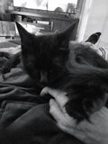 Fast asleep holding daddys hand. Shadow 🎶 🎶 🎶 🎶 reach out and touch somebody. Hold on to me little cutie and never let me go.