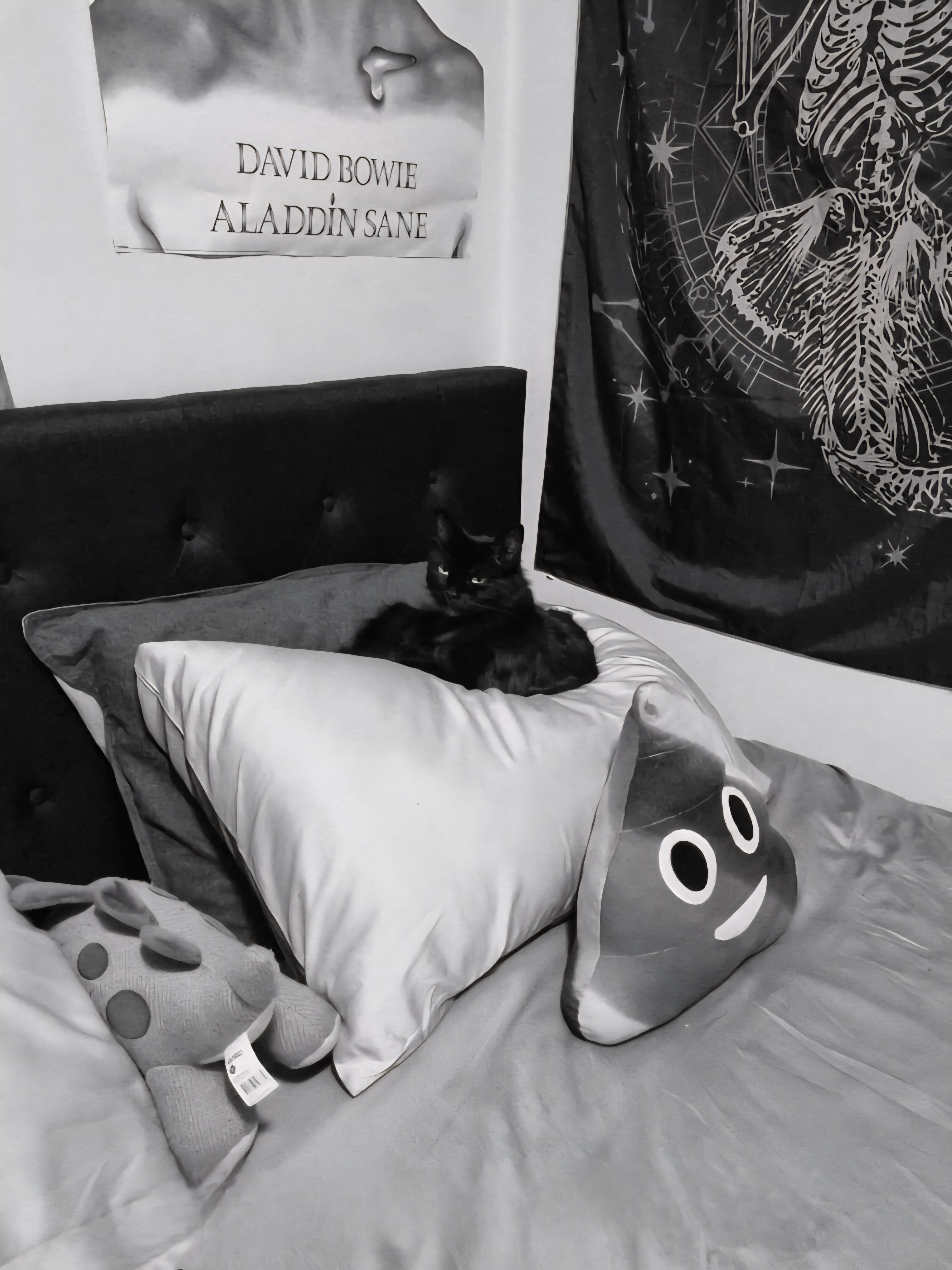 Shadow owns and sleeps on every single pillow in the house (10). She will make any space in the house, into her kingdom with her very own throne. All hail Queen Shadow..