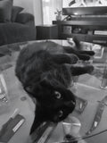 Whooooo hooooo. It's 4.20pm daddy. The coffee table is all yours now. If you could put some Bob Marlee on and raise the Jamaican flag out the front, then lets cruise through the afternoon together. The cat table is all yours..
