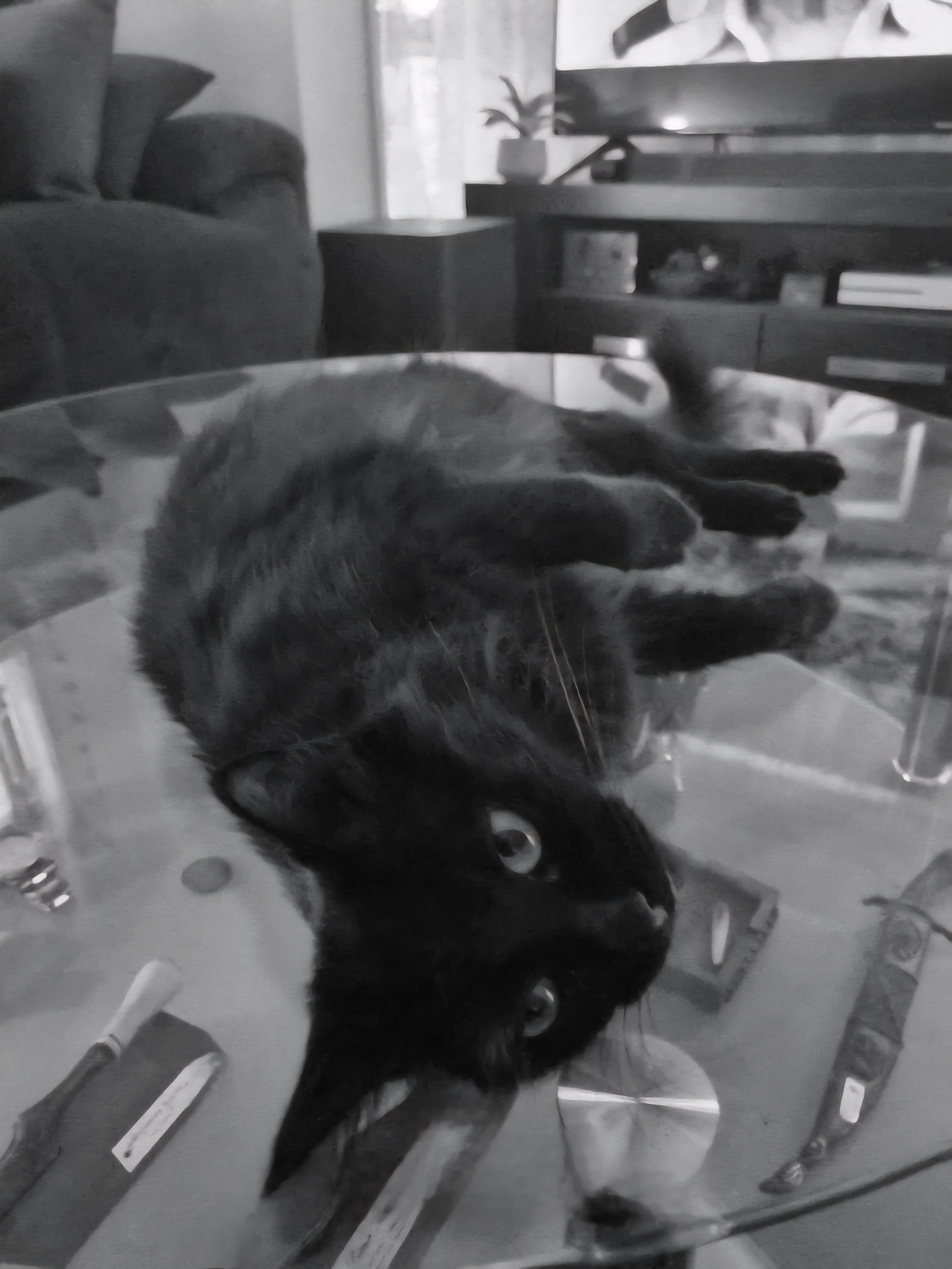 Whooooo hooooo. It's 4.20pm daddy. The coffee table is all yours now. If you could put some Bob Marlee on and raise the Jamaican flag out the front, then lets cruise through the afternoon together. The cat table is all yours..