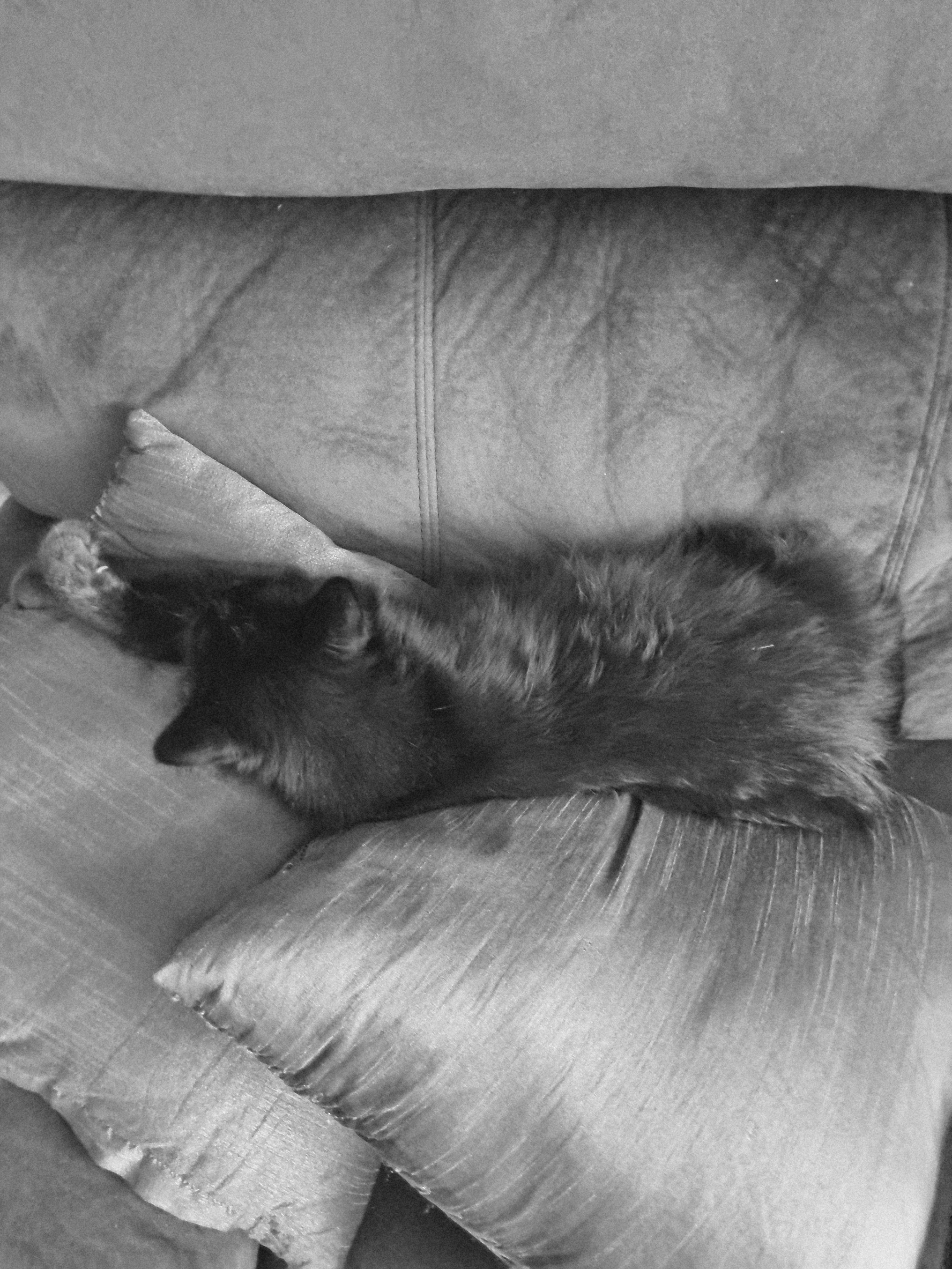 Nothing needs to be said here except yes, this is as comfortable as it looks. Good work on some 5 star luxury napping. Keep comfortable and stay as cool 😎 as you look.