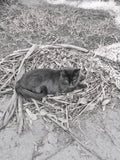 Okay... So I build my cat bird nests. She absolutely loves the warm mulch and leaves. It keeps her warm and super-chilled. I'm still yet to figure out if she thinks she's a bird. She does think she's a human and my partner, so a bird wouldn't surprise me.